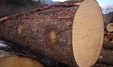 Le Cameroun prévoit interdire l’exportation du bois sous forme de grume en 2025