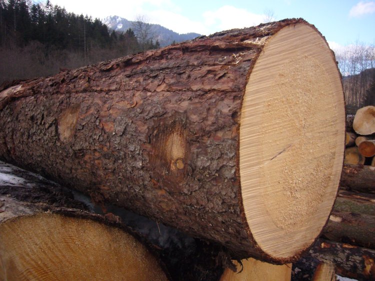 Le Cameroun prévoit interdire l’exportation du bois sous forme de grume en 2025