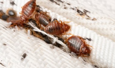 SOCIÉTÉ: LES PUNAISES FONT SORTIR LE SOUS-PRÉFET DE YAOUNDÉ 2 DE SON LIT