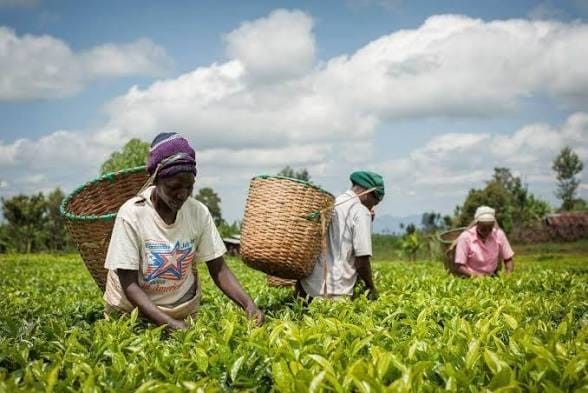 AIVDP : un investissement de 57,8 millions de dollars pour transformer les chaînes de valeur agricoles au Cameroun